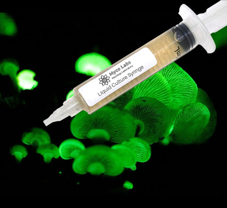 Bioluminescence Panellus Stipticus Liquid Culture Syringe (10cc) 