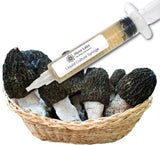 Black Morel Liquid Culture Syringe (10cc) 