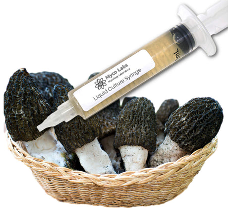 Black Morel Liquid Culture Syringe (10cc) 