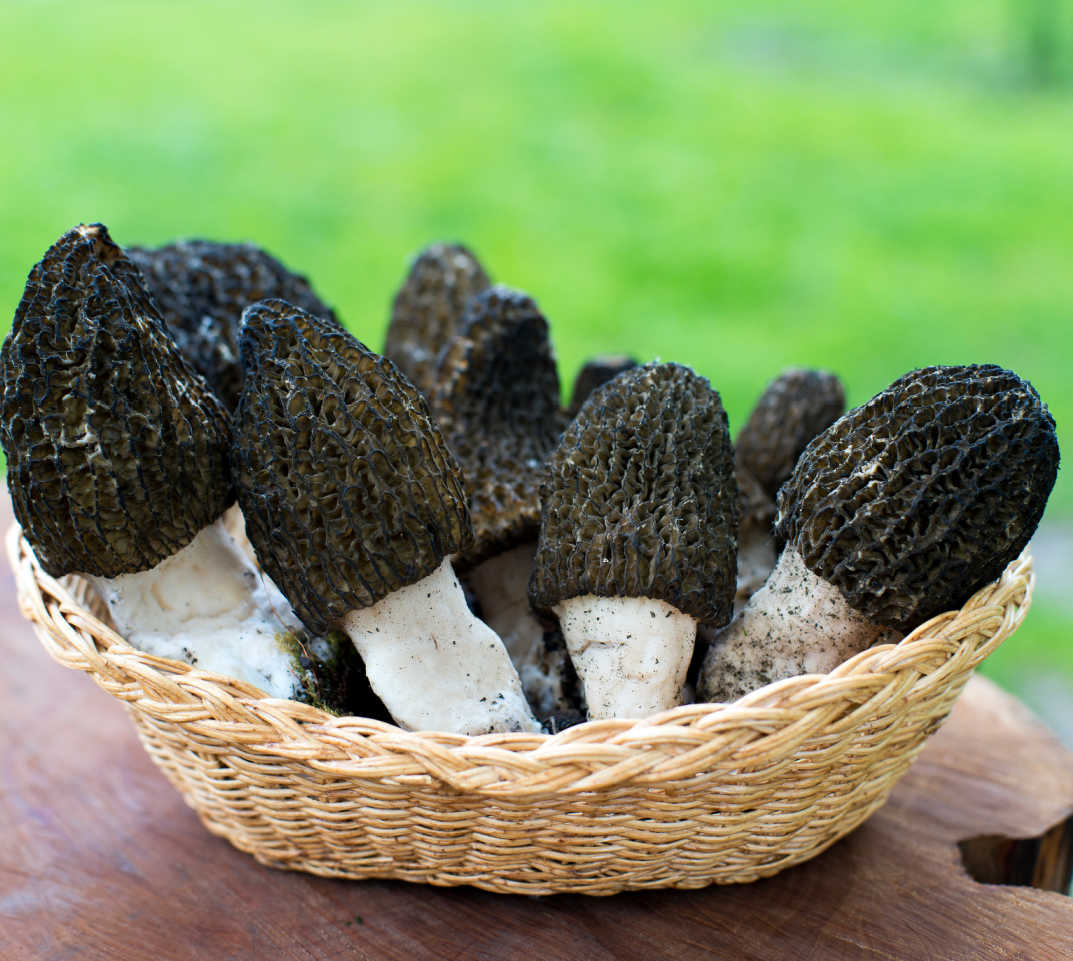 マッシュルーム リンクル Black Morel Liquid Culture Syringe 10cc | Midwest Grow Kits