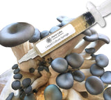 Blue Oyster Liquid Culture Syringe (10cc) 