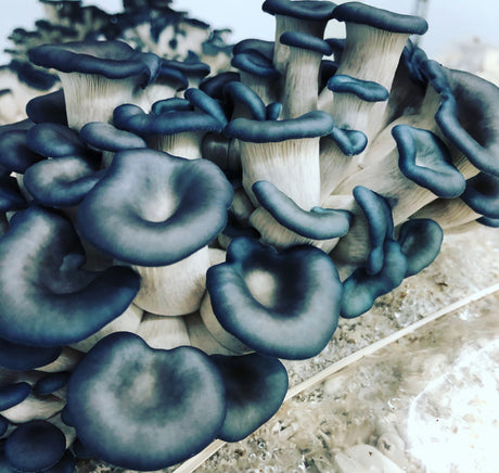 Blue Oyster