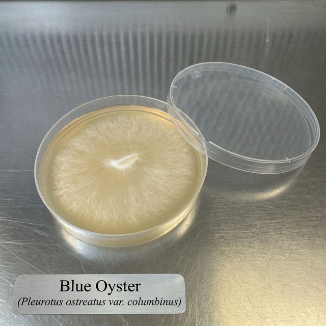 Blue Oyster culture in a petri dish on a metallic surface