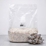 Blue Oyster Colonized Grain Spawn Bag 5 LB