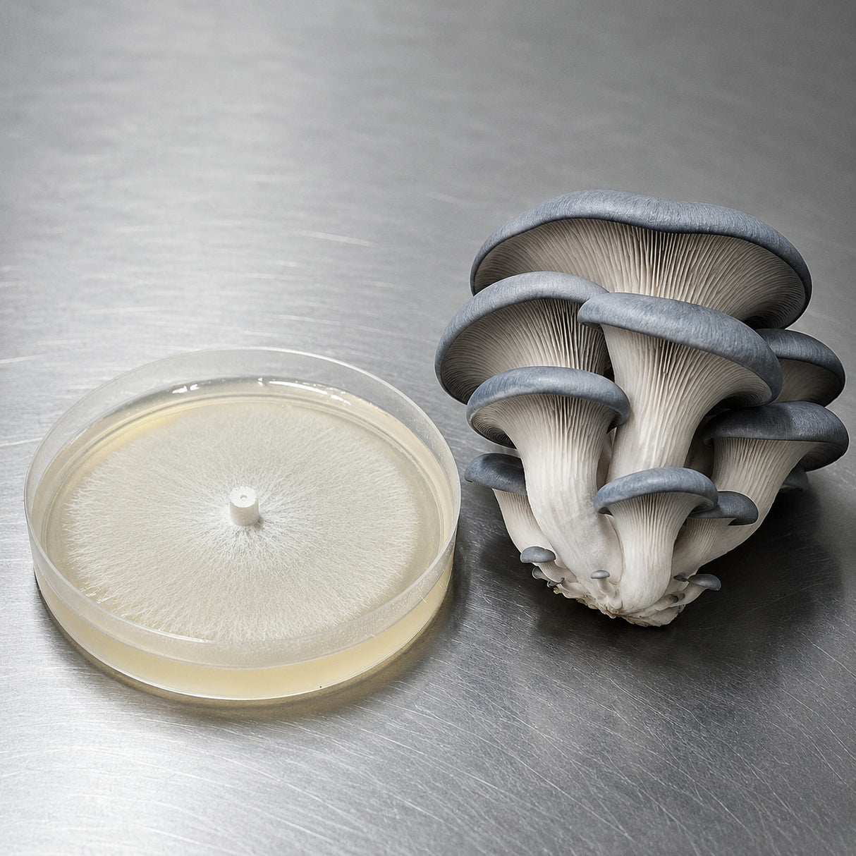 Mushrooms next to a petri dish on a metallic surface