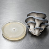 Mushrooms next to a petri dish on a metallic surface