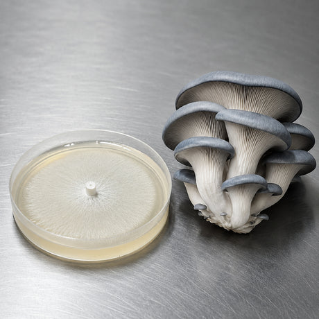 Mushrooms next to a petri dish on a metallic surface