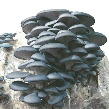 Blue Oyster Mushroom