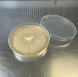 colonized agar plate with mycelium on it