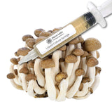 Brown Beech Liquid Culture Syringe (10cc) 