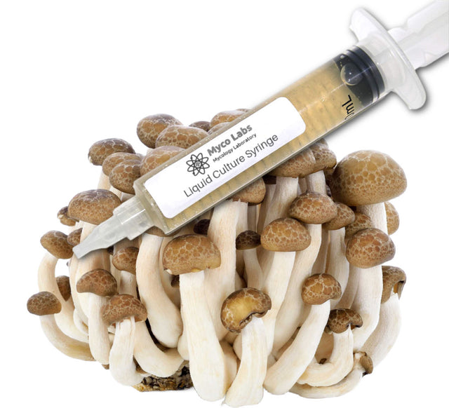 Brown Beech Liquid Culture Syringe (10cc) 