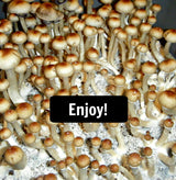 Midwest's Select Bulk Substrate Casing Mix - 30 Pounds (BULK 6-PACK) ENJOY