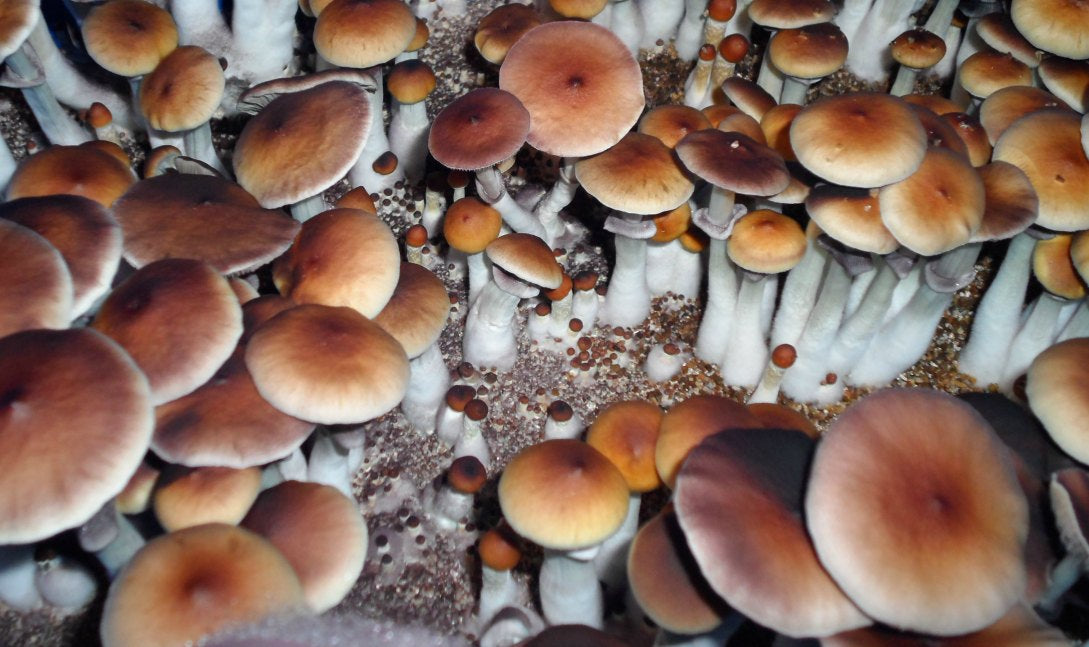 bulk grow fruiting