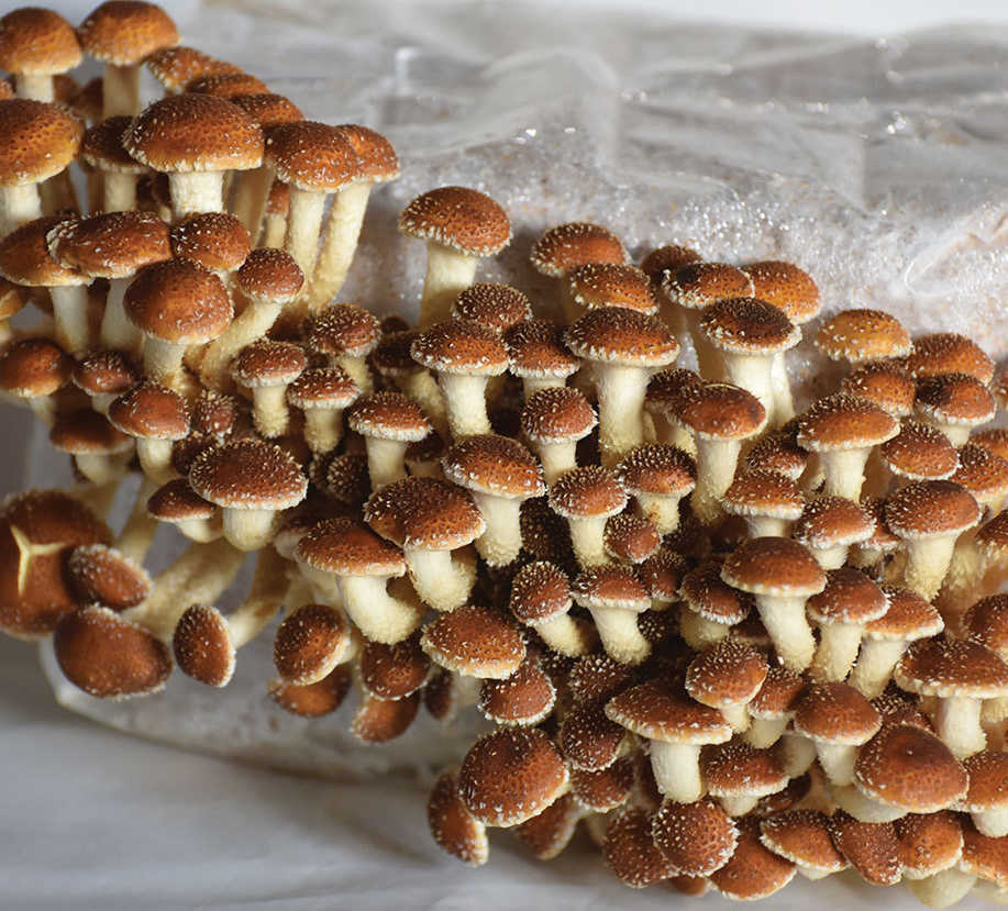 Chestnut Mushroom flush