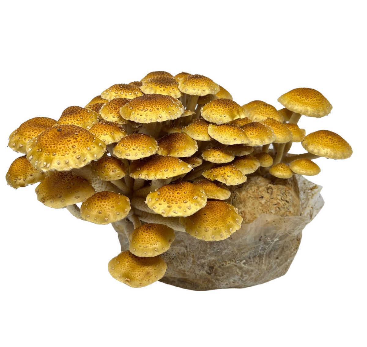 Chestnut mushrooms