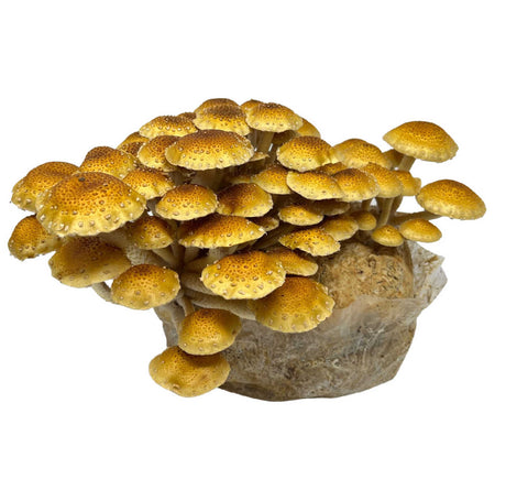 Chestnut mushrooms