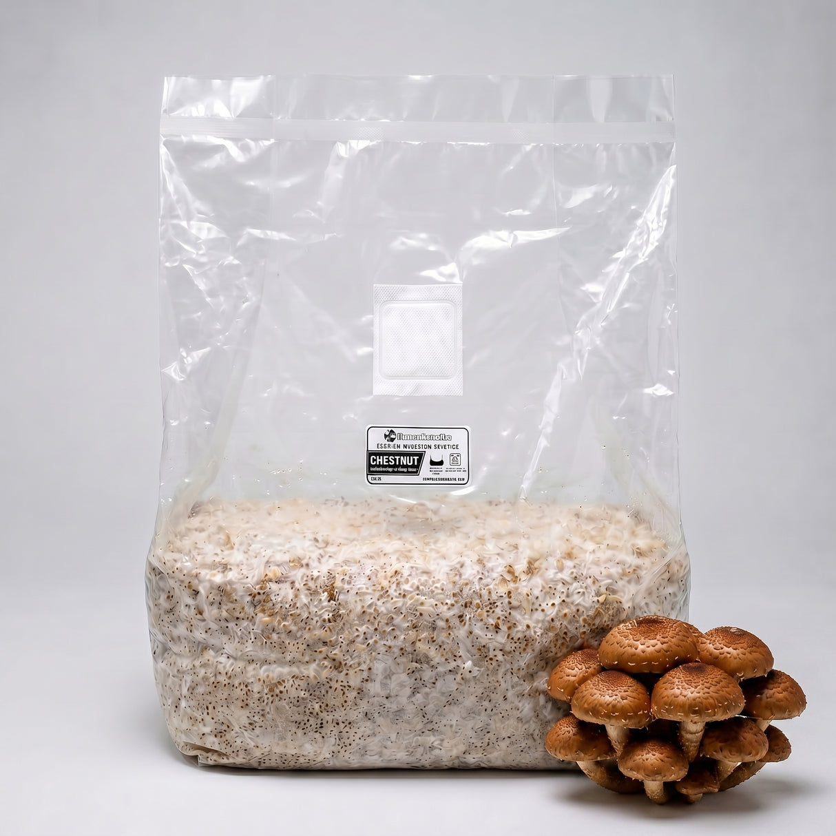 Chestnut Colonized Grain Spawn Bag 5 LB