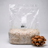 Chestnut Colonized Grain Spawn Bag 5 LB