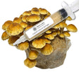Chestnut Mushroom Liquid Culture Syringe (10cc) 