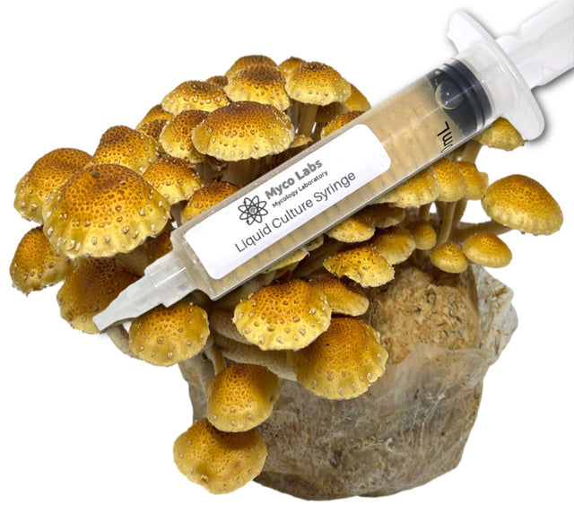 Chestnut Mushroom Liquid Culture Syringe (10cc) 