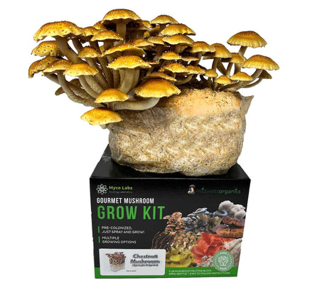 chestnut mushroom grow kit closeup 