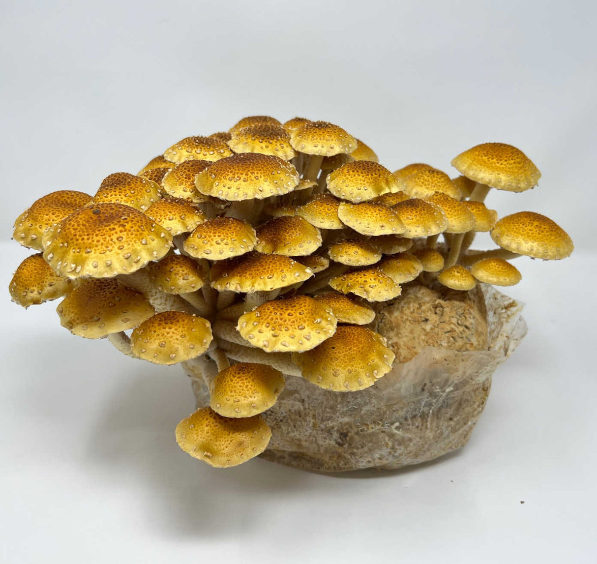 Chestnut Mushroom 