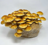 Chestnut Mushroom 