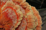 Chicken of the Woods Liquid Culture Syringe (10cc) 