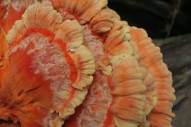 Chicken of the Woods Liquid Culture Syringe (10cc) 