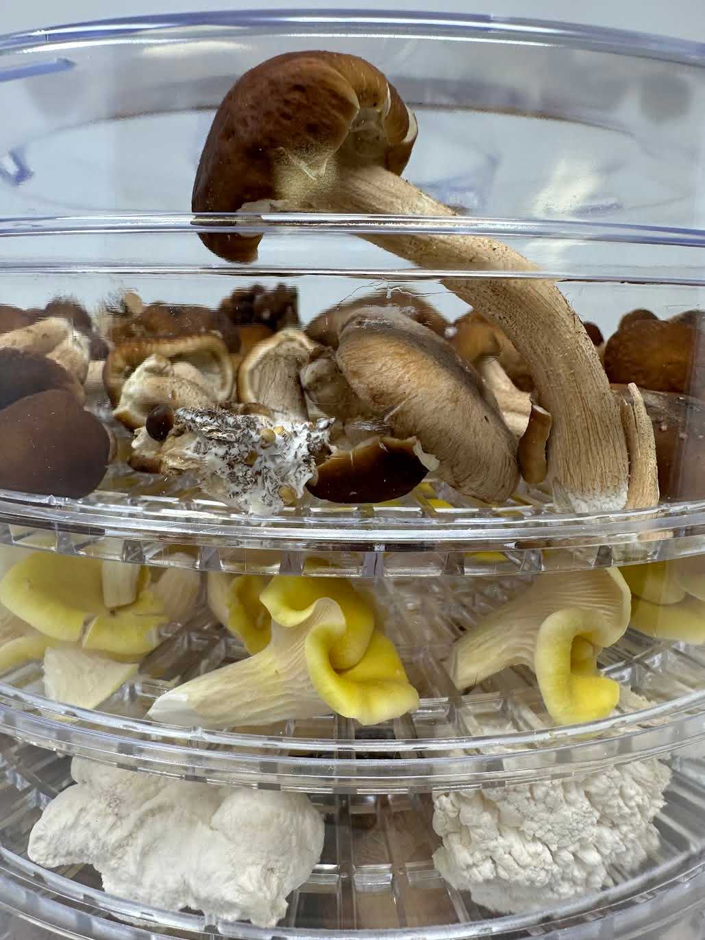 Closeup_dehydrator
