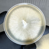 close up mycelium on MEA agar plate