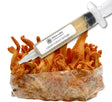 Cordyceps Militaris Mushroom Liquid Culture Syringe HIGHMILE22A Strain (10cc) 