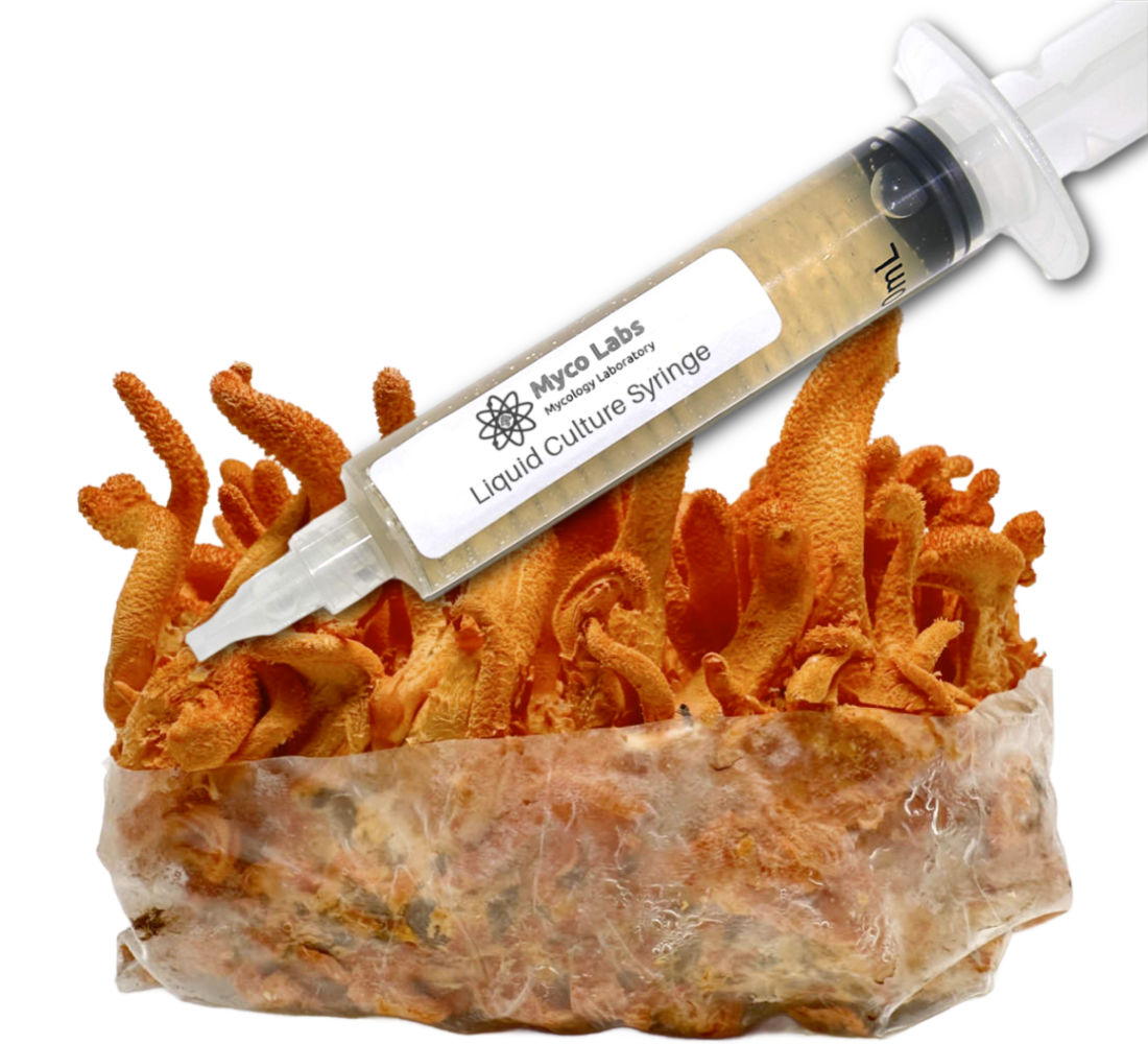 Cordyceps Militaris Mushroom Liquid Culture Syringe HIGHMILE22A Strain (10cc) 