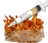Cordyceps Militaris Mushroom Liquid Culture Syringe HIGHMILE22A Strain (10cc) 