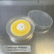 Cordyceps militaris colonized agar plate mycelium 