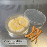 Cordyceps Militaris fungus on a petri dish with dried mushroom pieces on a metallic surface.