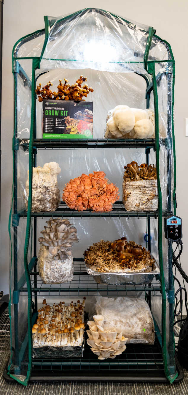 The Essentials Substrate Ecosphere Package 3.0 full of mushrooms