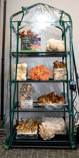 The Mushroom Ecosphere 3.0 full mushroom tent