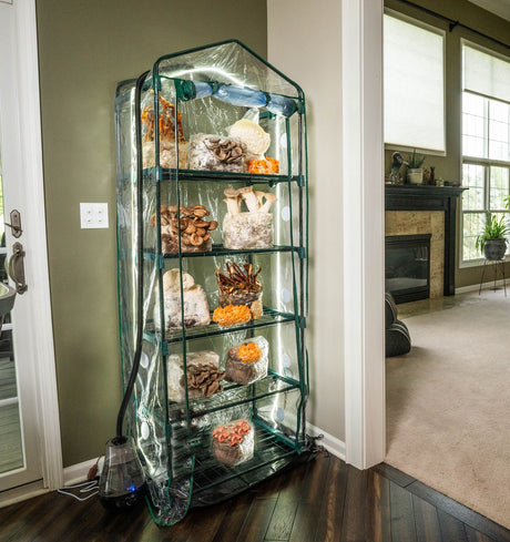 Ecosphere Foundation Edition grow tent with mushrooms fruiting on every shelf, set up in a home