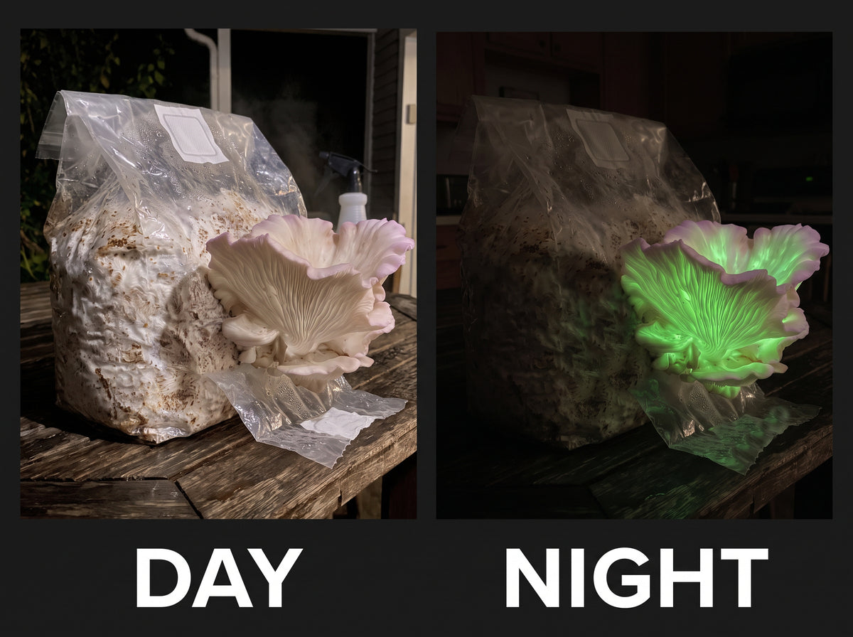 Ghost fungus fruiting day versus night