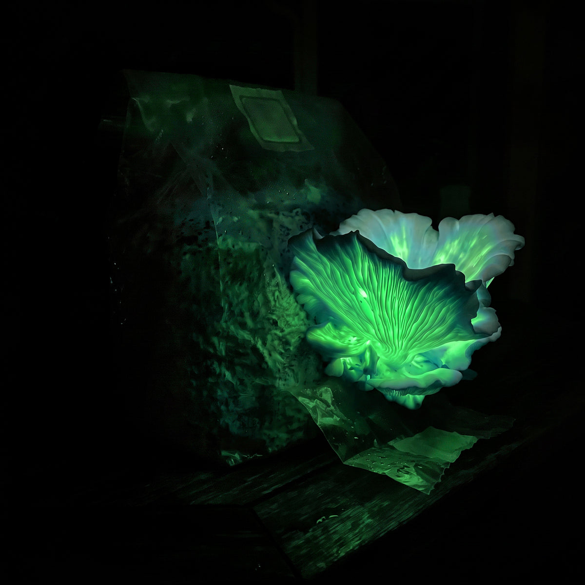 Ghost fungus Omphalotus nidiformis fruiting from a 5 lb supplemented sawdust block