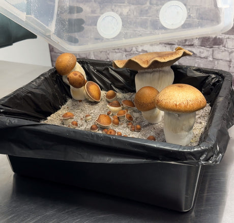 Premium Quick-Colonizing 5-grain Jar (32oz)