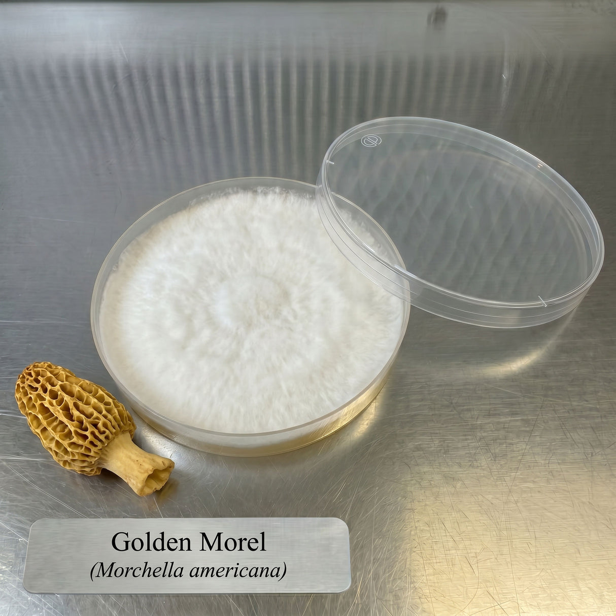 Container of white powder with a morel mushroom on a metallic surface, labeled 'Golden Morel (Morchella americana)'.