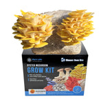 Golden Yellow Oyster Grow Kit