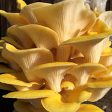 Golden Oyster Kit