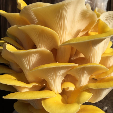 Golden Oyster Kit