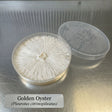 Golden Oyster mushroom in a clear container on a metallic surface
