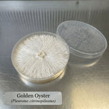 Golden Oyster mushroom in a clear container on a metallic surface