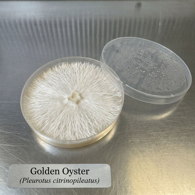 Golden Oyster mushroom in a clear container on a metallic surface