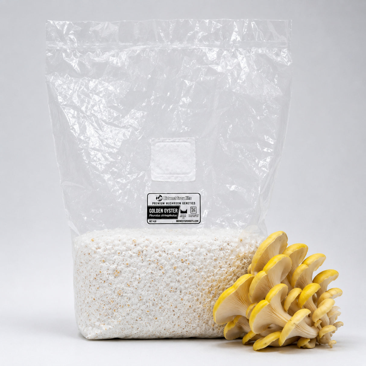 Yellow Oyster grain spawn bag next to golden oyster mushrooms